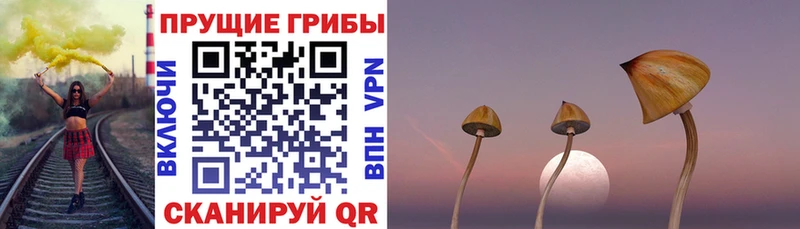 blacksprut рабочий сайт  Смоленск  Галлюциногенные грибы Cubensis 